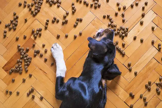 melhor ração para cachorro