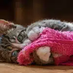 melhor ração para gatos