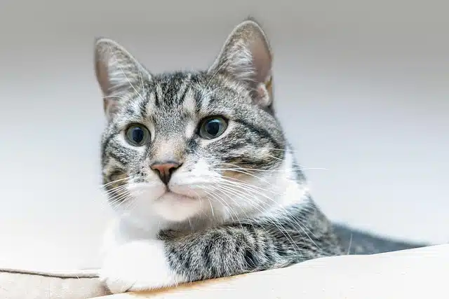 melhor ração para gatos